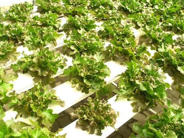 Advantages of Hydroponic Gardening.