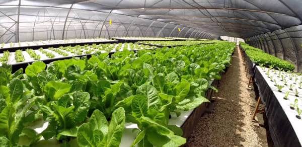 Advantages of Hydroponic Greenhouse Gardening.