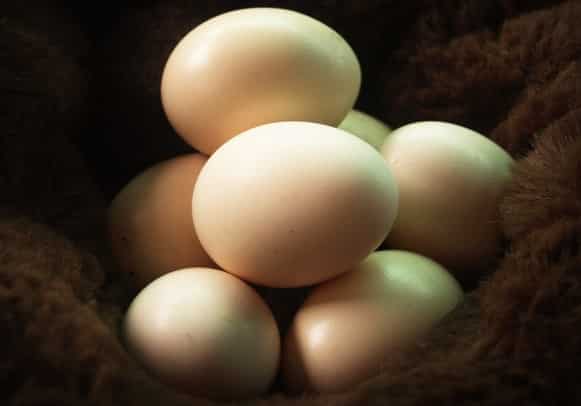 Country Chicken Eggs.