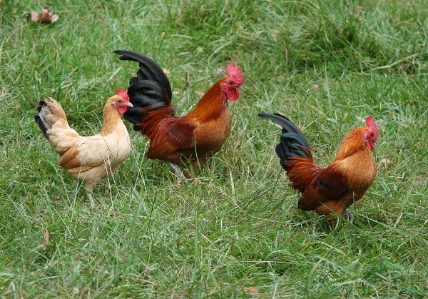 Country Chicken Farming Tips.