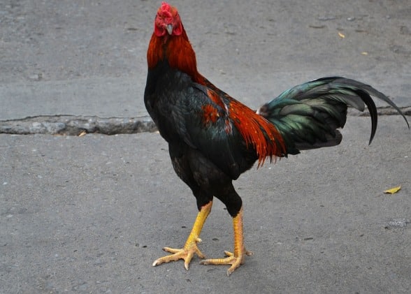 Desi Country Chicken Rooster.