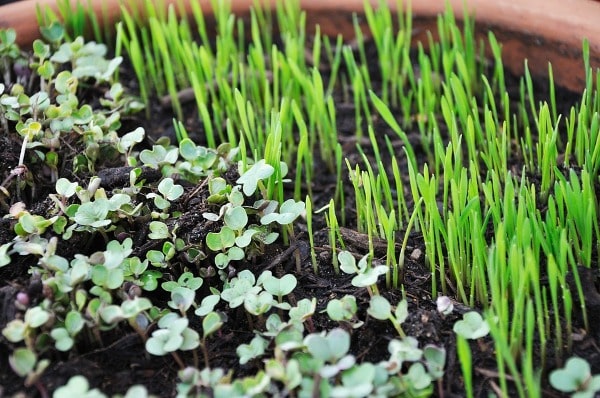 Cultivation Practices of Microgreens.