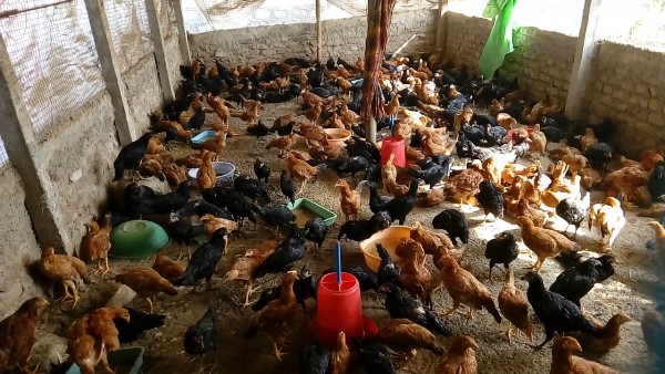 Desi Country Chicken Farming.