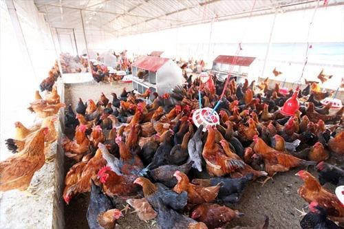 Economics Of Country Chicken.