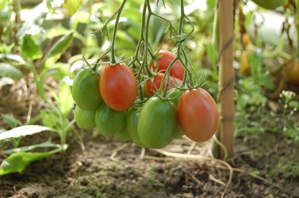 Fertilizers For Growing Tomatoes In Greenhouse.