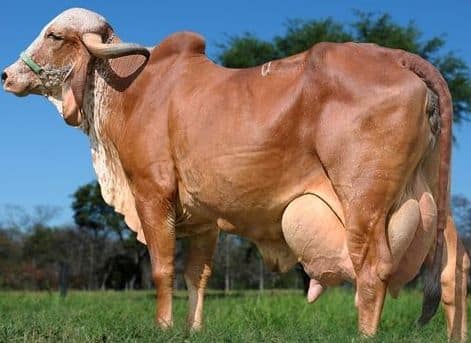 Gir cow for sale in satara Agro2home.com 'India's Best Agriculture free Classifieds' | 'Sale Buy Farm land , Agricult...