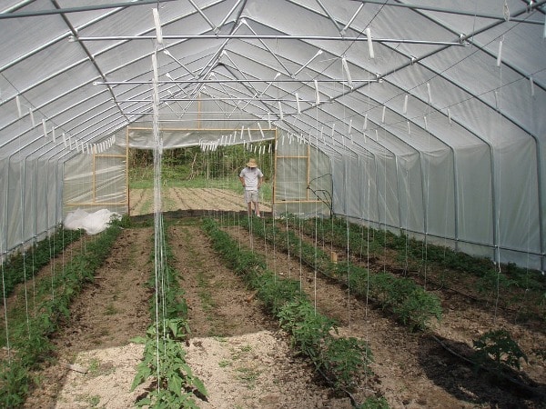 Greenhouse Tomato Plantation.
