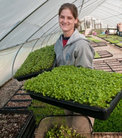 Growing Microgreens in Greenhouse (Pic Source-Wikimedia Commons.