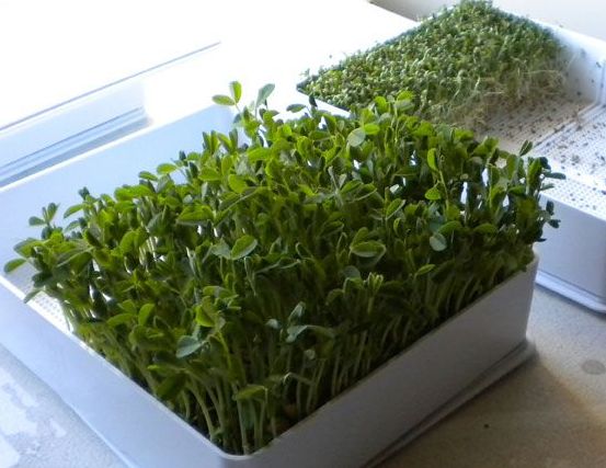 Growing Microgreens in Trays.