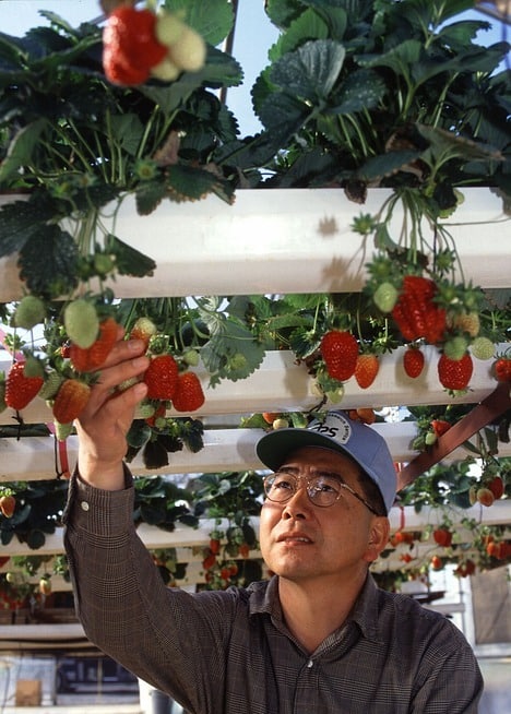 Hydroponic Greenhouse Strawberries.
