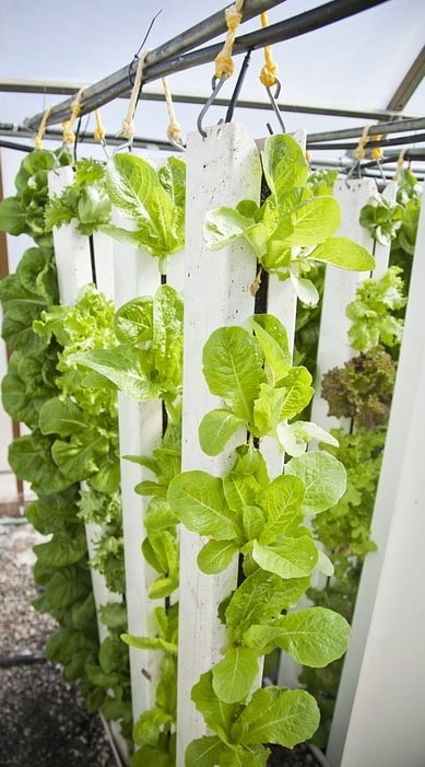 Vertical Hydroponic Lettuce Farming.
