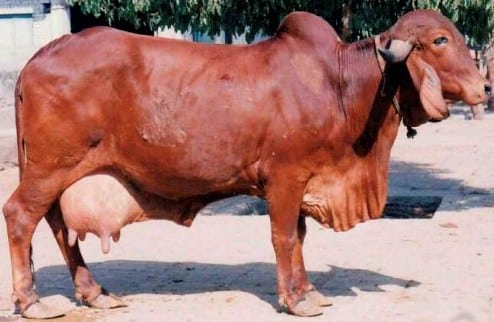 Gir Cow Of India.
