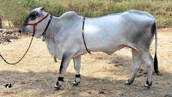 Ongole Cattle.