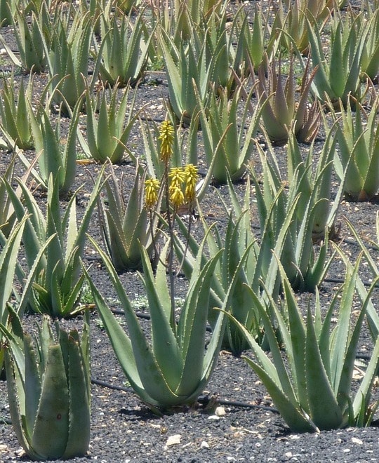 Aloe Vera Plantation.