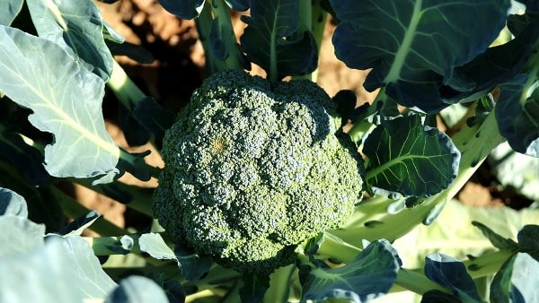 Broccoli Growing Conditions.