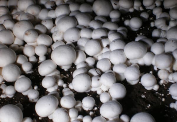 Mushroom Harvesting.