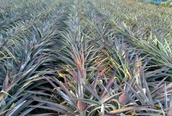 Pineapple Orchard.