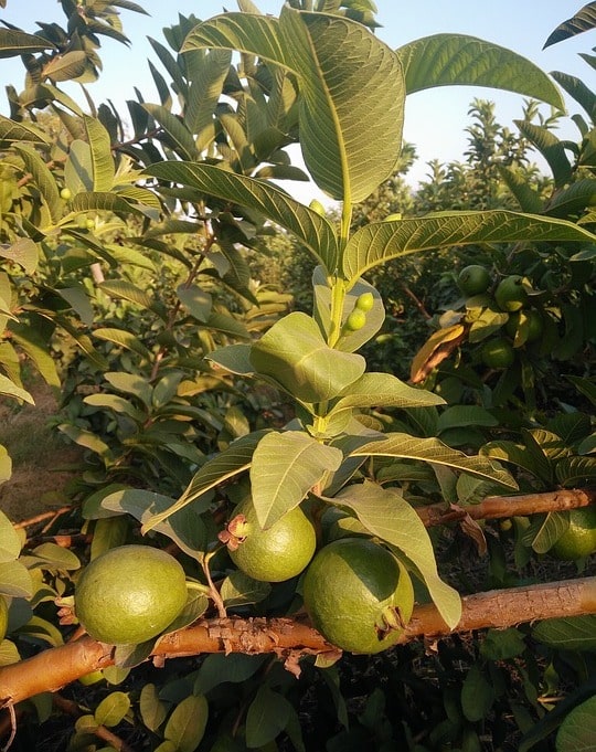Economics Of Guava Farming.