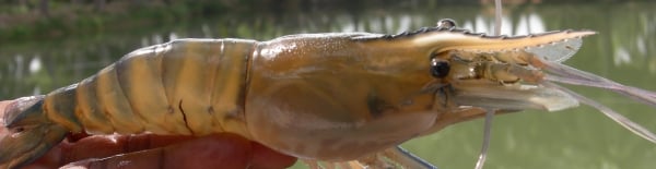 Freshwater Shrimp (Prawn).