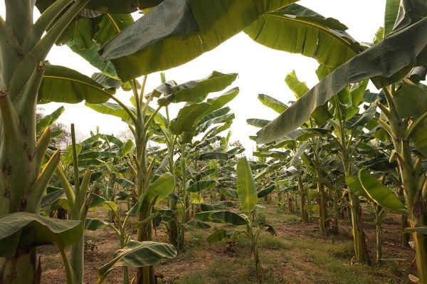 Growing Conditions of Banana Plants.