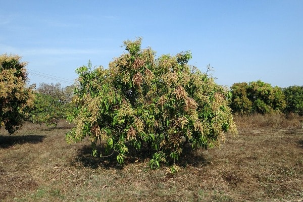 Growing Conditions for Mango Plants.
