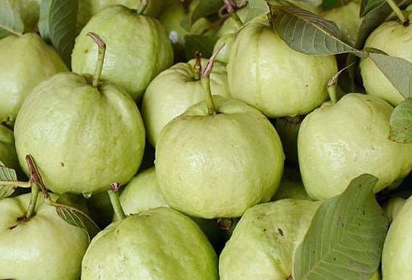 Guava Fruit Production and Scope.