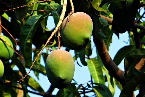 Mango Farming Intercultural Activities.