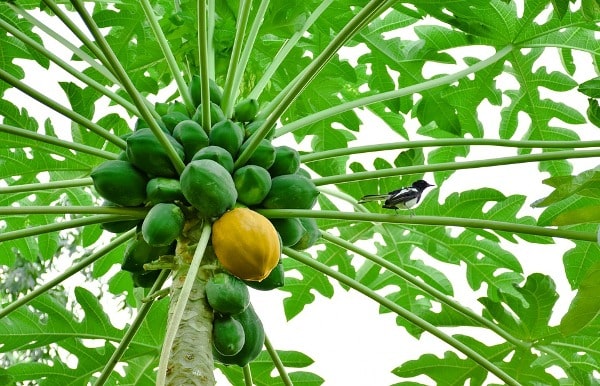 Papaya Plant Properties.
