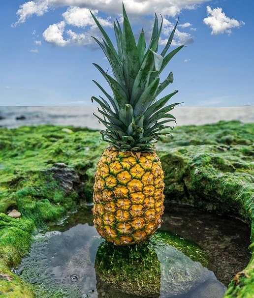 Pineapple Fruit.