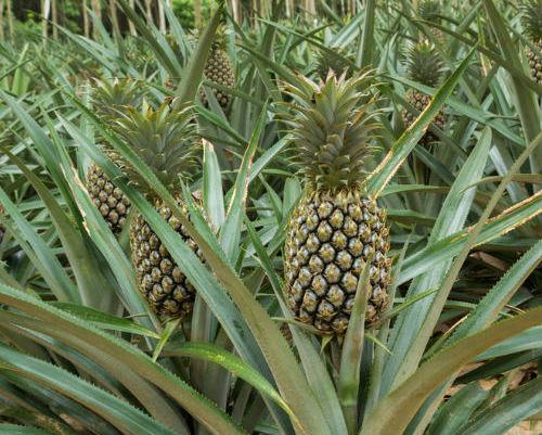 Pineapple Plants.
