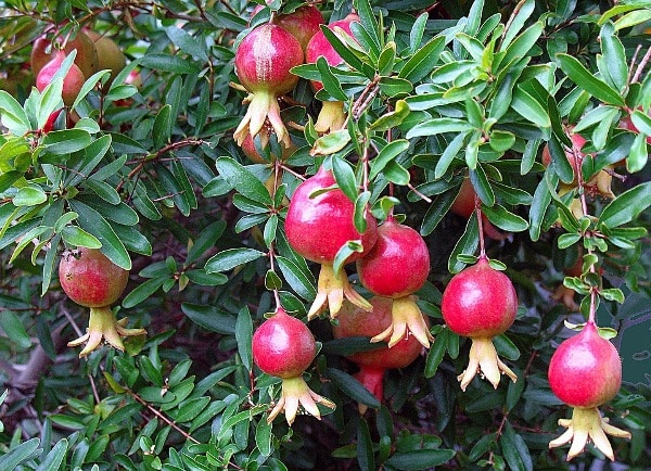 Pomegranate Cultivation Practices.