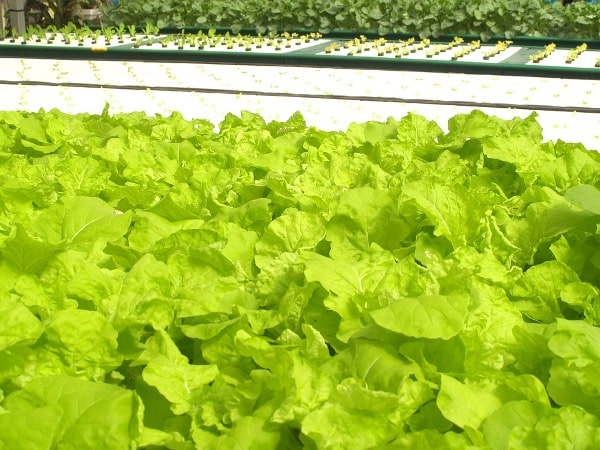 Pros and Cons of Hydroponic Farming System.