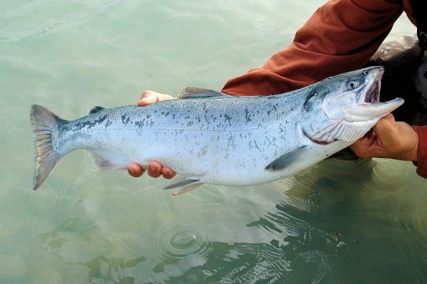 Salmon Fish.
