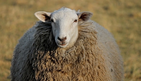 Sheep Cost.