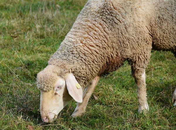 Sheep Eating Grass.