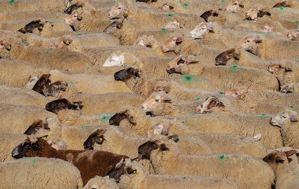 Sheep Herd.