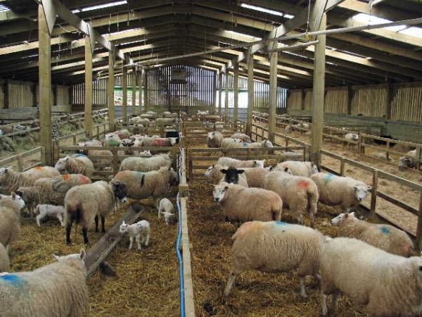 sheep shed design and construction plan for beginners