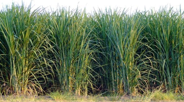 Sugarcane Growing Requirements.