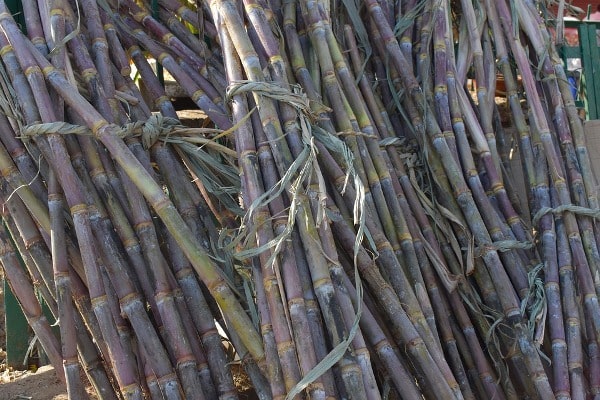 Sugarcane Yield.