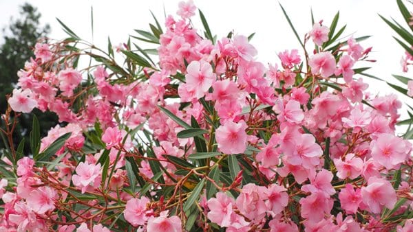 Tips For Growing Ornamental Plants.