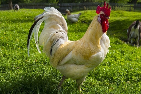 Rooster Chicken.
