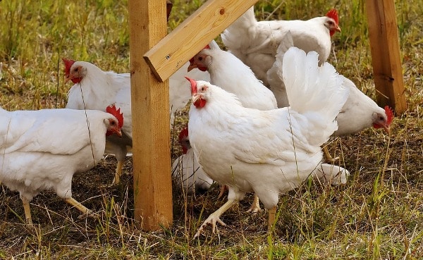 Poultry Management.