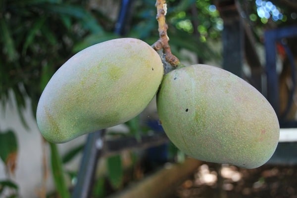 Mango Pests and Diseases.