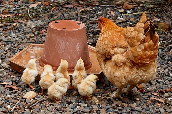 Baby Chickens with Hen.