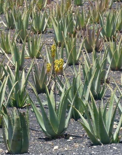 Aloe Vera Plantation.