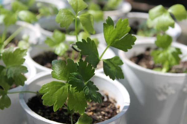 Celery Growing Steps In Containers.