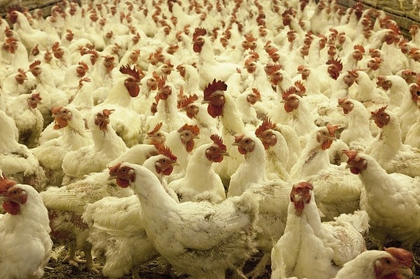 Economics of Poultry Farming.