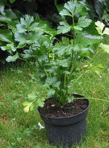Good Location for Growing Celery in Containers.