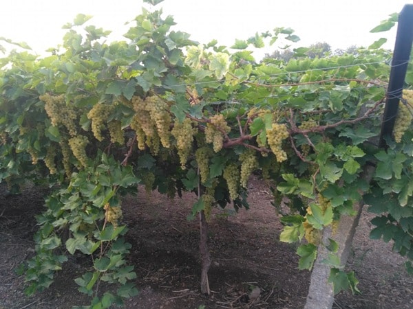 Grape Growing Conditions.