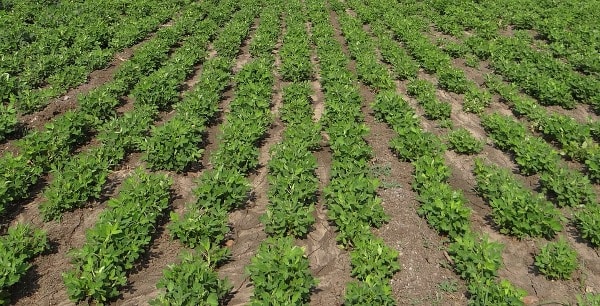 Growing Conditions for Groundnut Plants.
